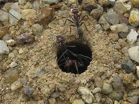 Study tests whether ants can take the heat › News in .